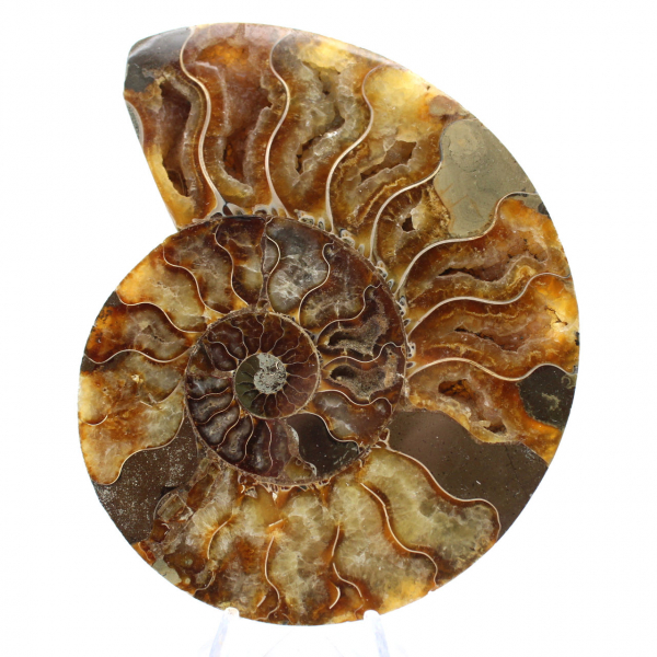 Polished Madagascar Ammonite – Centerpiece for Interior Design