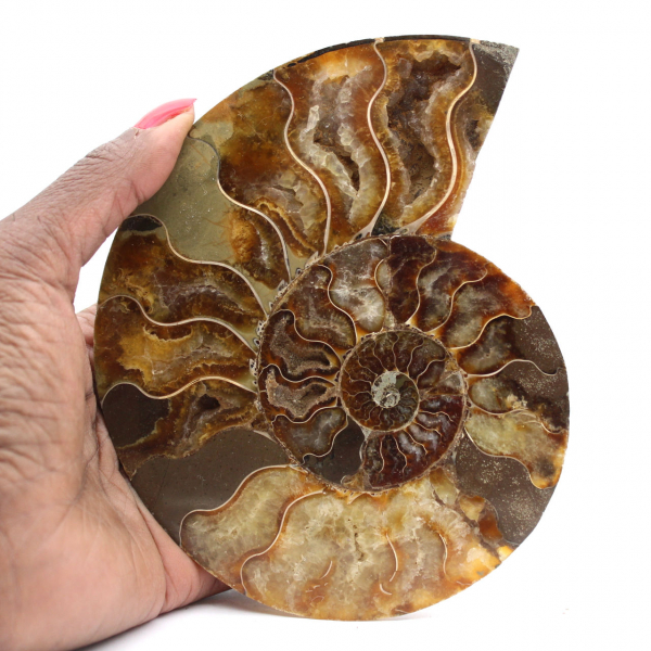 Ammonite Polie Découpe Parfaite – Spécimen de Choix