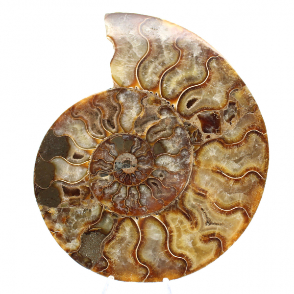 Polished Ornamental Ammonite from Madagascar – Authentic Decor