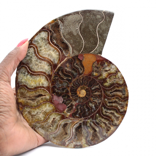 Ammonite Fossile Décoration Intérieure – Spirale Polie