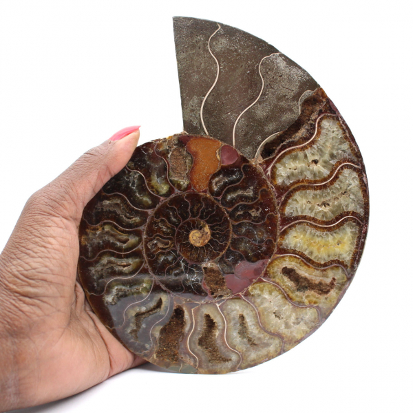 Ammonite Collector's Item from Madagascar – Sawn Cut