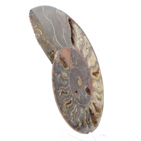 Ammonite Collector's Item from Madagascar – Sawn Cut