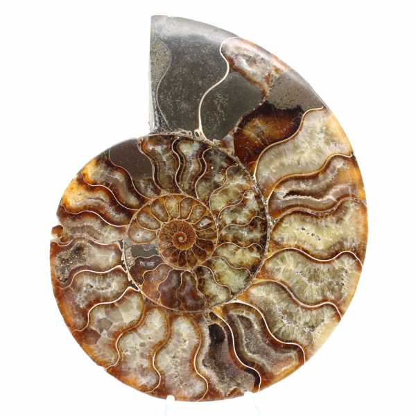 Ammonite Fossile Sciée Polie – Éclat Naturel de Madagascar