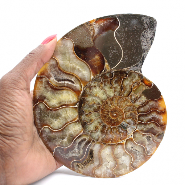 Ammonite Fossile Sciée – Pièce d'Étude et de Décoration