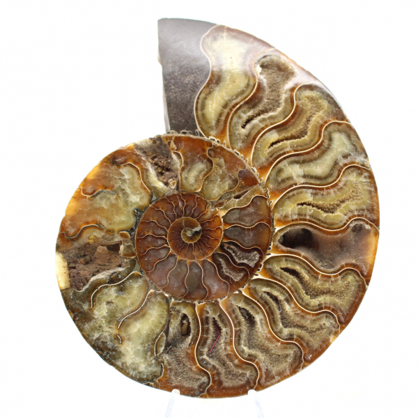 Ammonite Polie Décoration Design – Fossilisation Rare