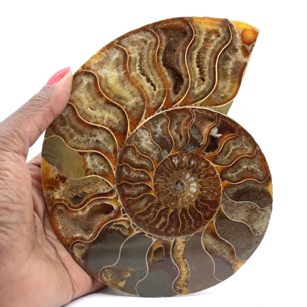 Polished Ammonite Specimen from Madagascar – Decorative Element