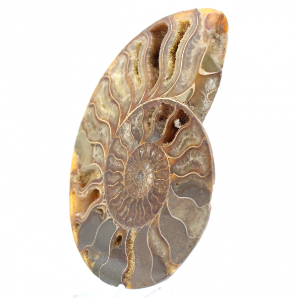 Polished Ammonite Specimen from Madagascar – Decorative Element