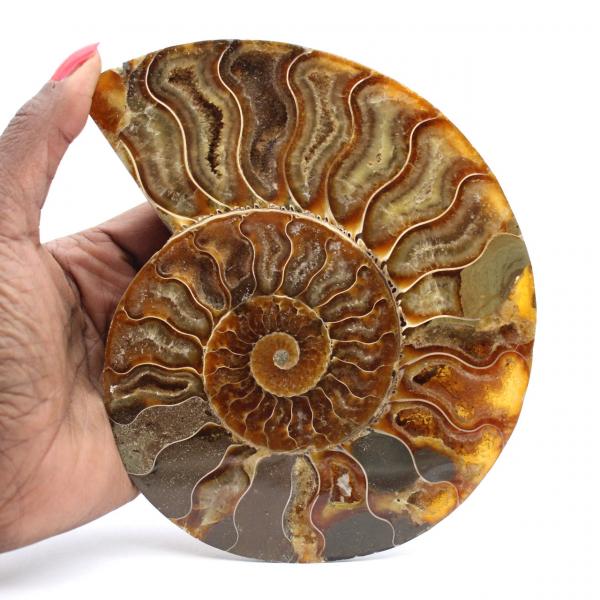 Ammonite Madagascar Collection – Relique Fossile Polie