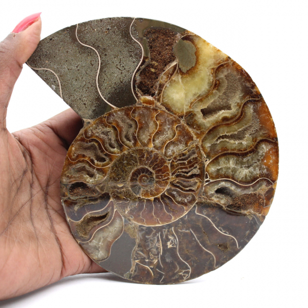 Polished Ammonite Ideal for Decoration – Historical Fossil