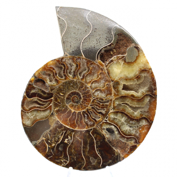 Polished Ammonite Ideal for Decoration – Historical Fossil