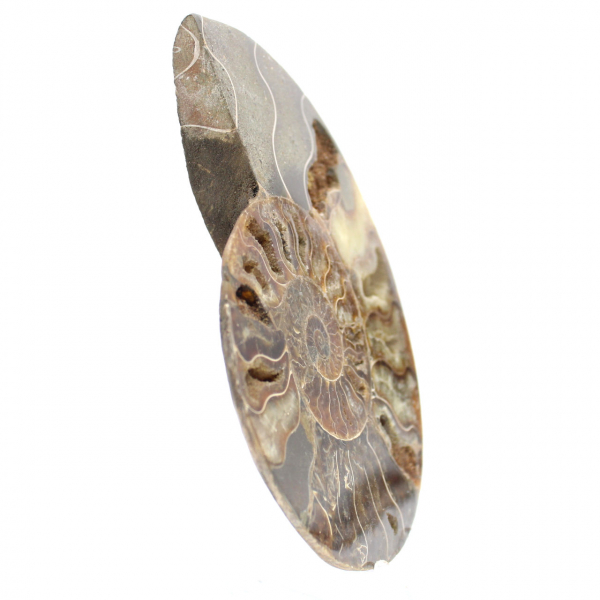 Polished Ammonite Ideal for Decoration – Historical Fossil