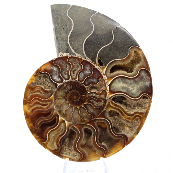 Small Polished Madagascar Ammonite – Scientific Gift