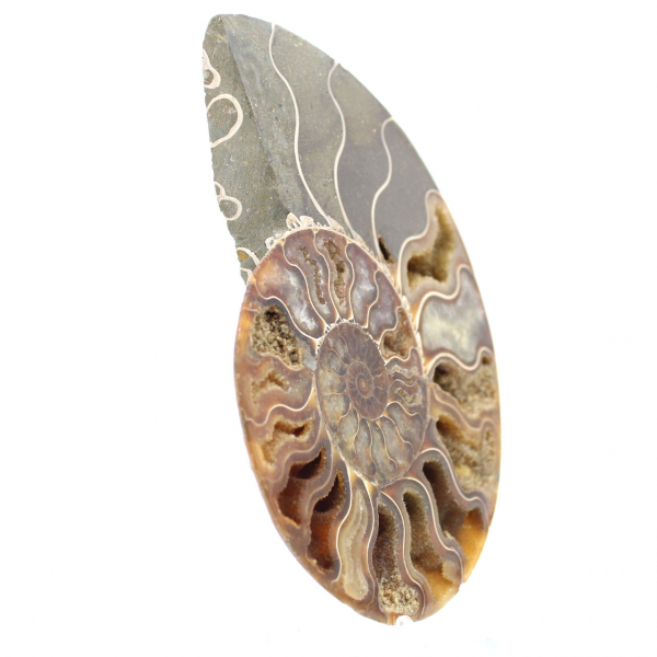 Small Polished Madagascar Ammonite – Scientific Gift