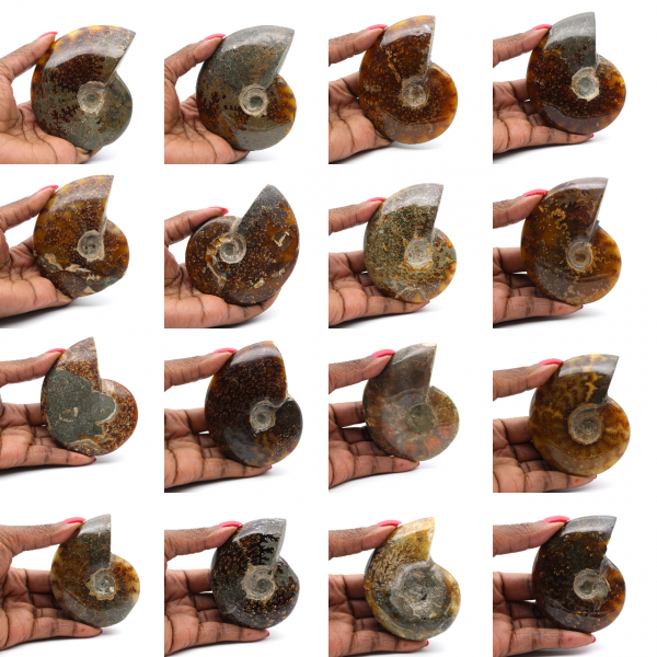 Ganzer polierter Ammonit aus Madagaskar