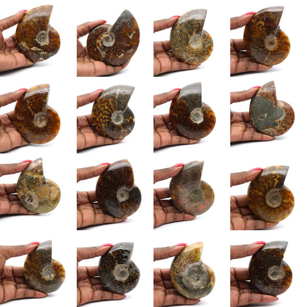 Ganzer polierter Ammonit aus Madagaskar