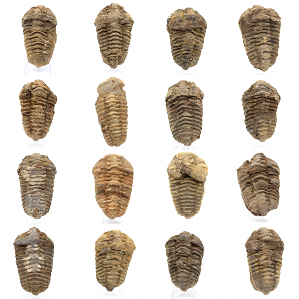 Fossiler Trilobiten aus Marokko