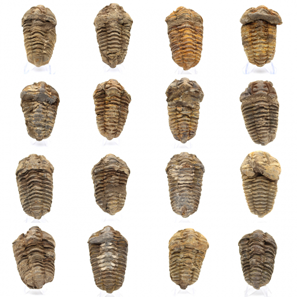 Fossiler Trilobiten aus Marokko