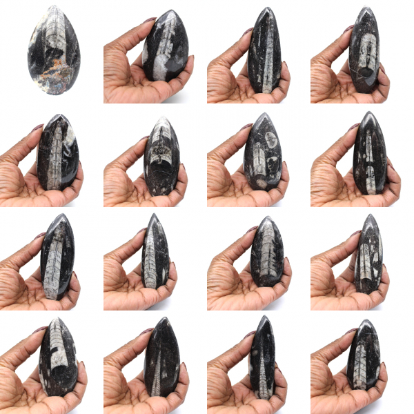 Orthoceras-Fossil aus Marokko
