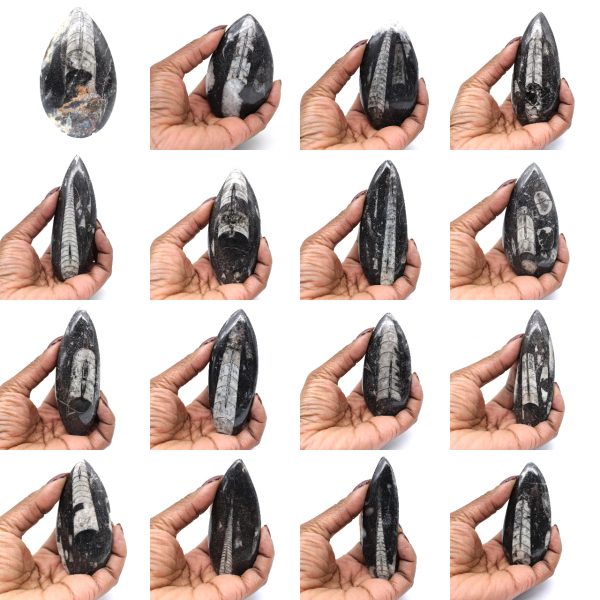 Orthoceras-Fossil aus Marokko