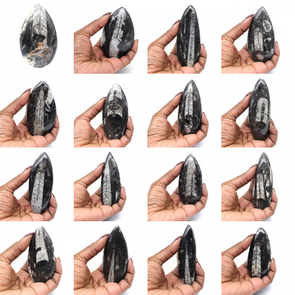 Orthoceras-Fossil aus Marokko