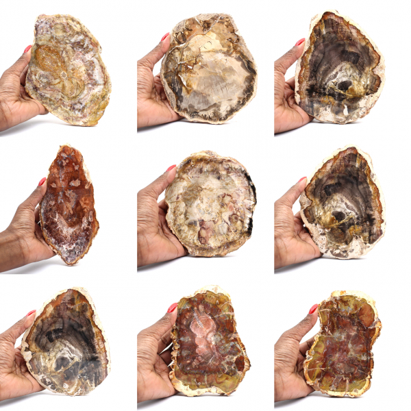 Versteinertes Holz aus Madagaskar