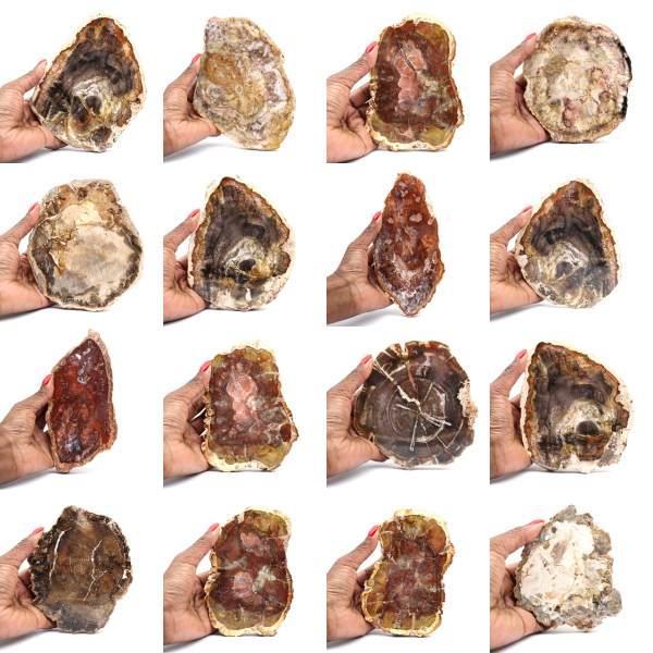 Versteinertes Holz aus Madagaskar