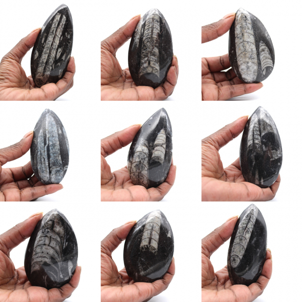 Orthocéras du Maroc