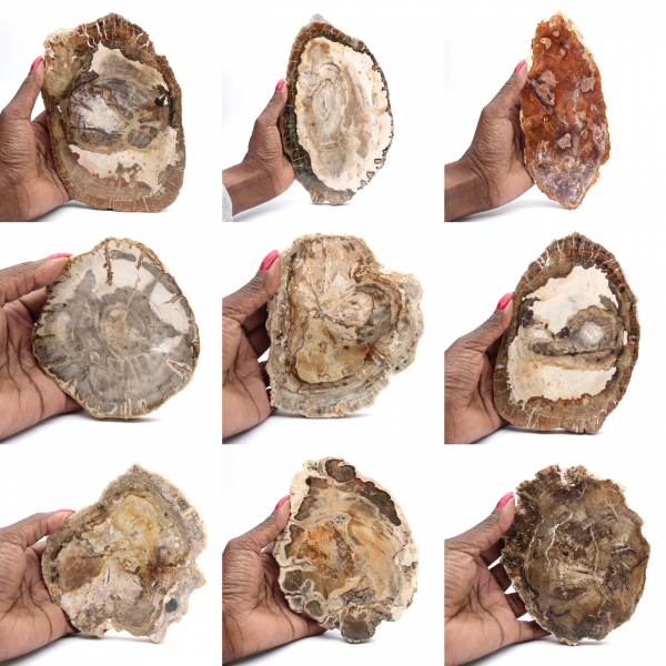 Tranche de bois pétrifié poli, petit ornement fossile, Madagascar